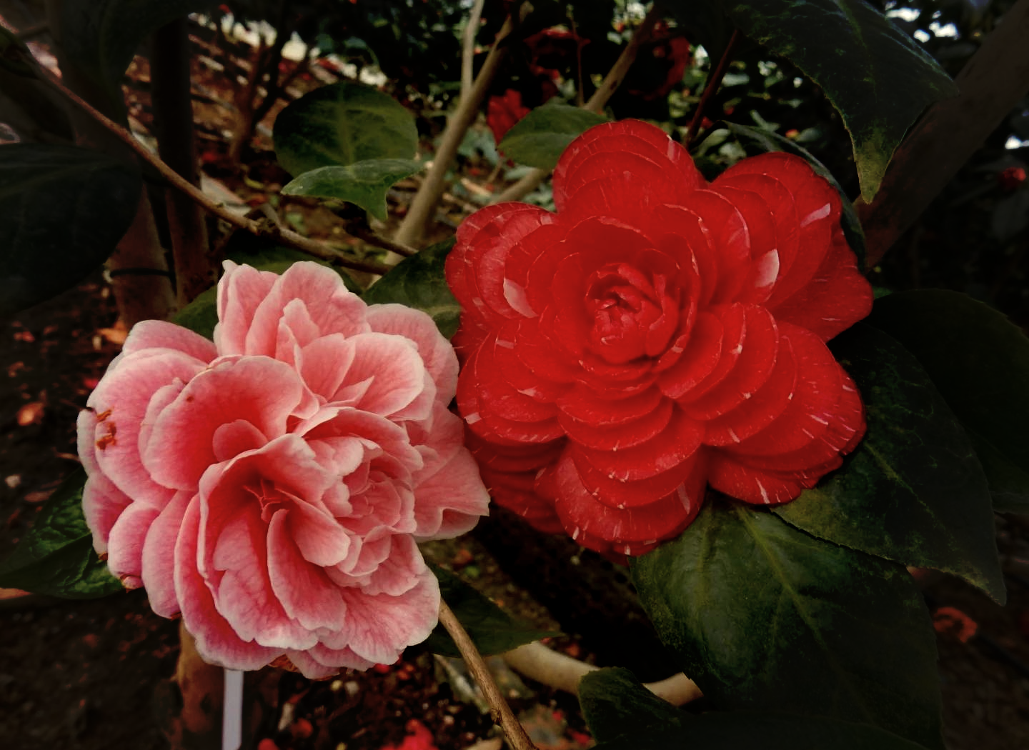 古代凤冠文化内涵 凤冠霞帔象征意义