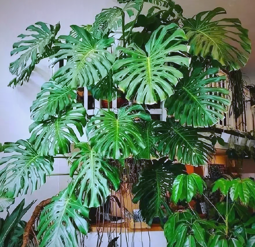 龟背竹放哪里风水好 龟背竹有风水讲究吗