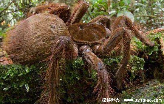 非洲巨蛙为啥这么大?...