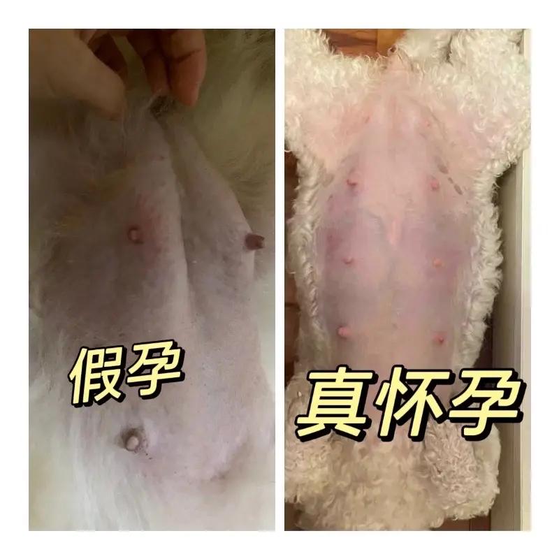 狗狗怀孕怎么判断 螳螂交配后为何雌性吃雄性 动物交配后弑夫现象解析