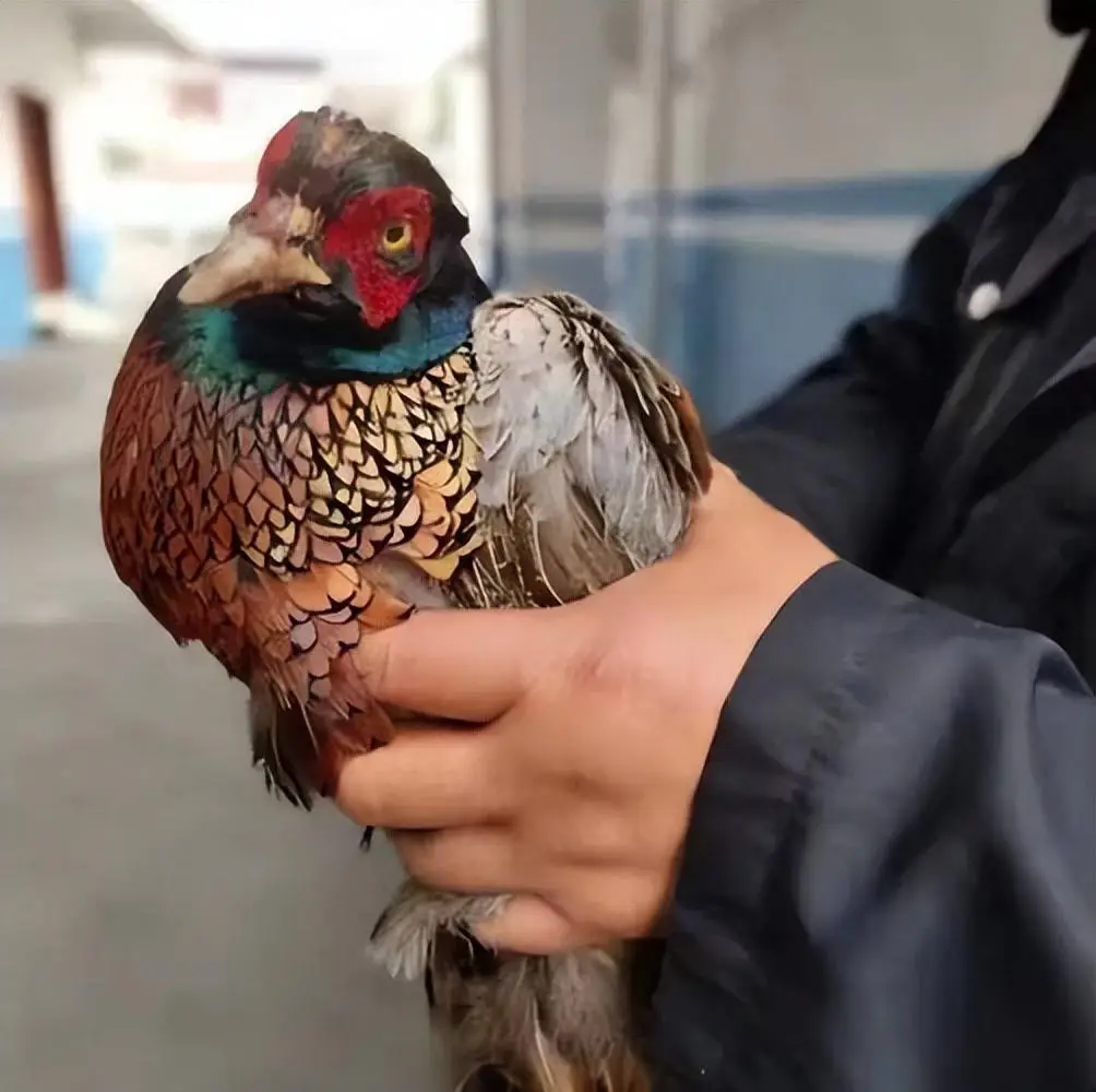 合肥包河区哪里野鸡最多？实地调查告诉你