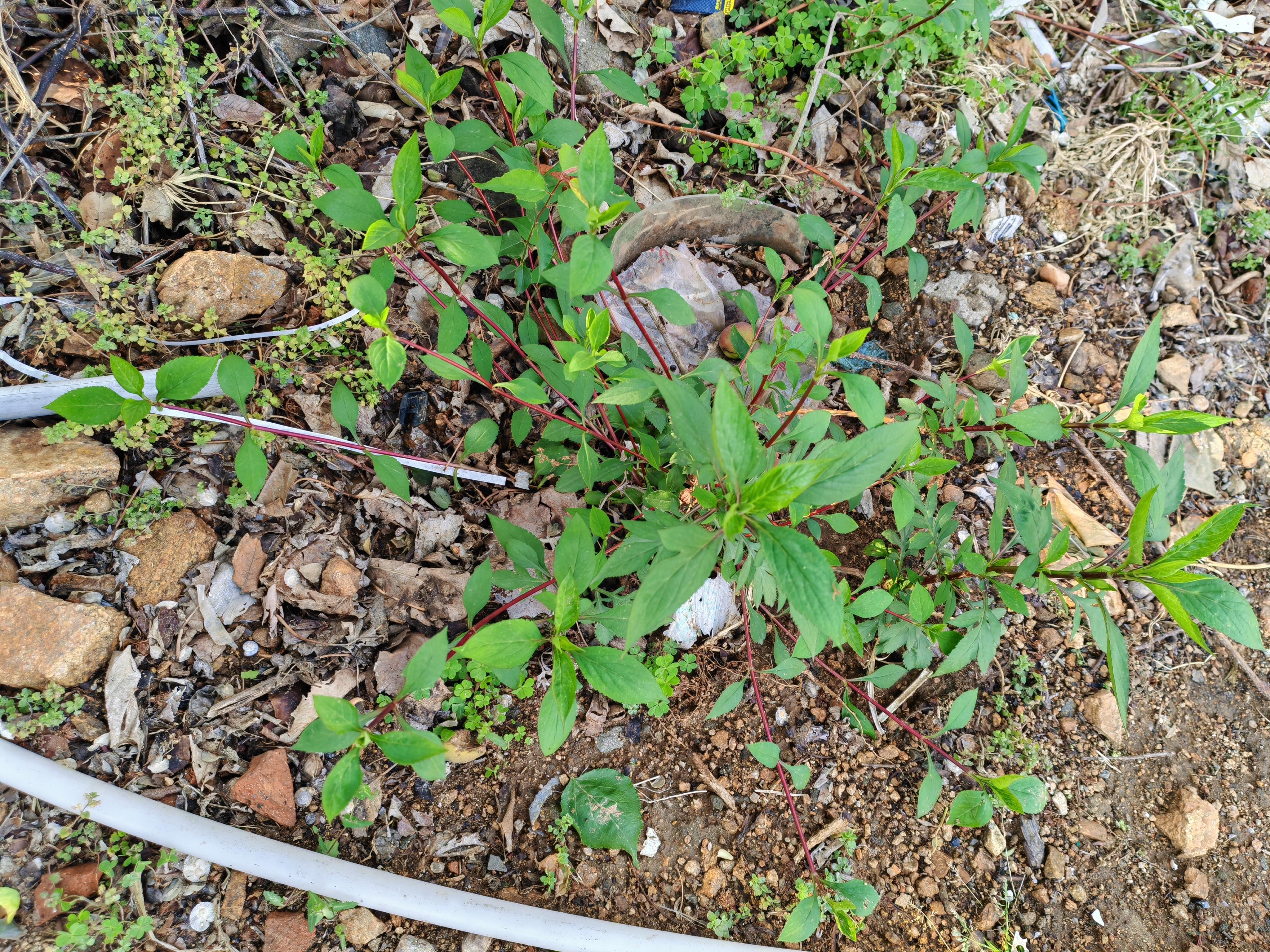 空心菜和藤藤菜的区别 空心菜应该怎样择菜和清洗