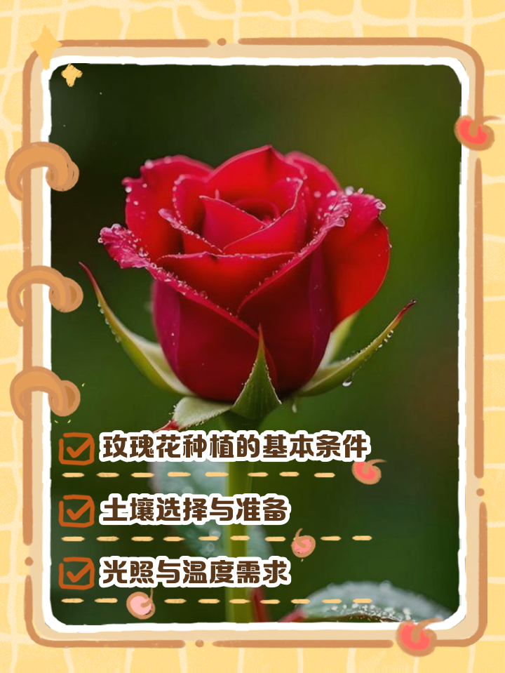 玫瑰花种植