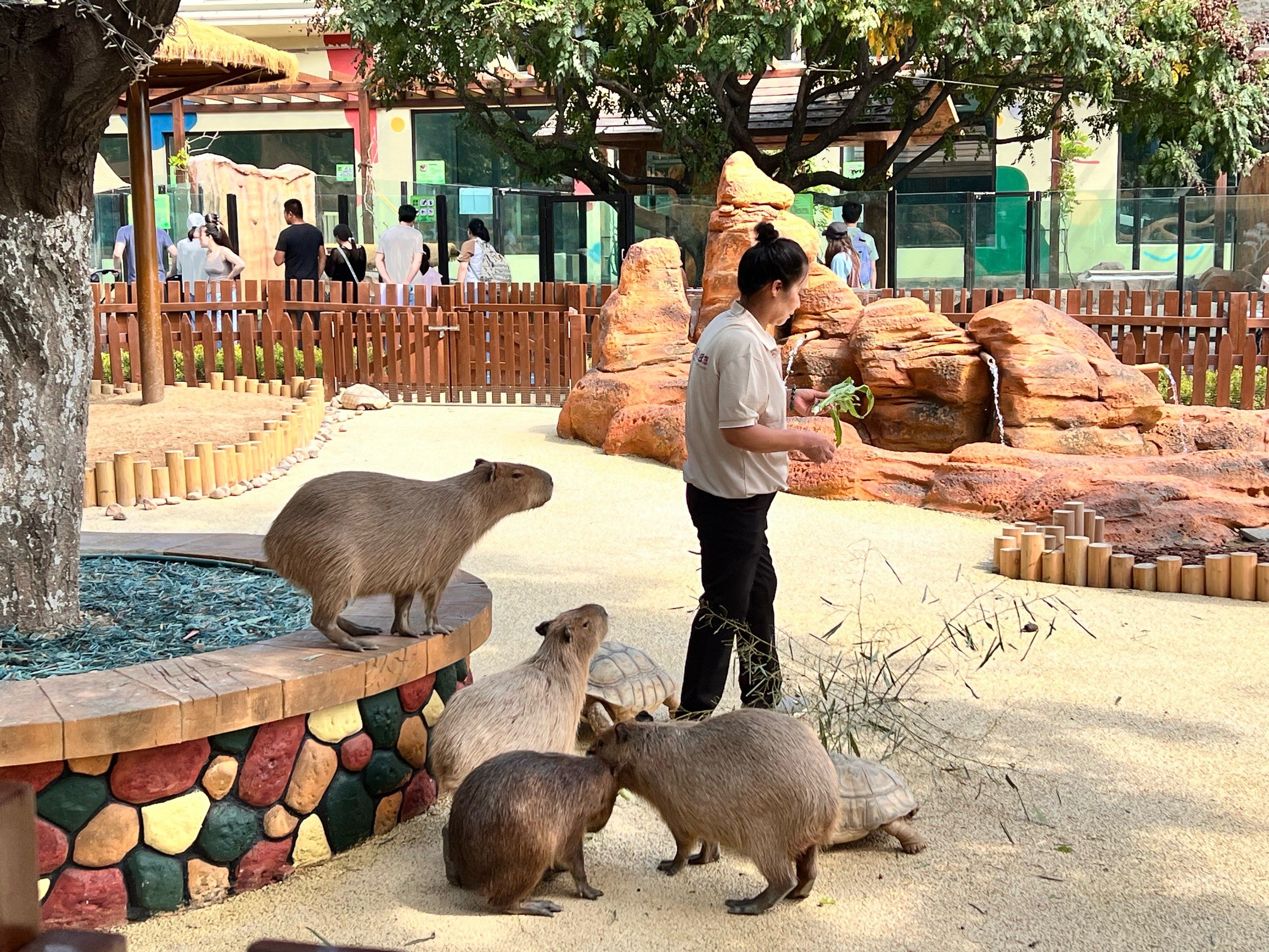 萌宠乐园都有哪些动物 如何选择适合自己的宠物