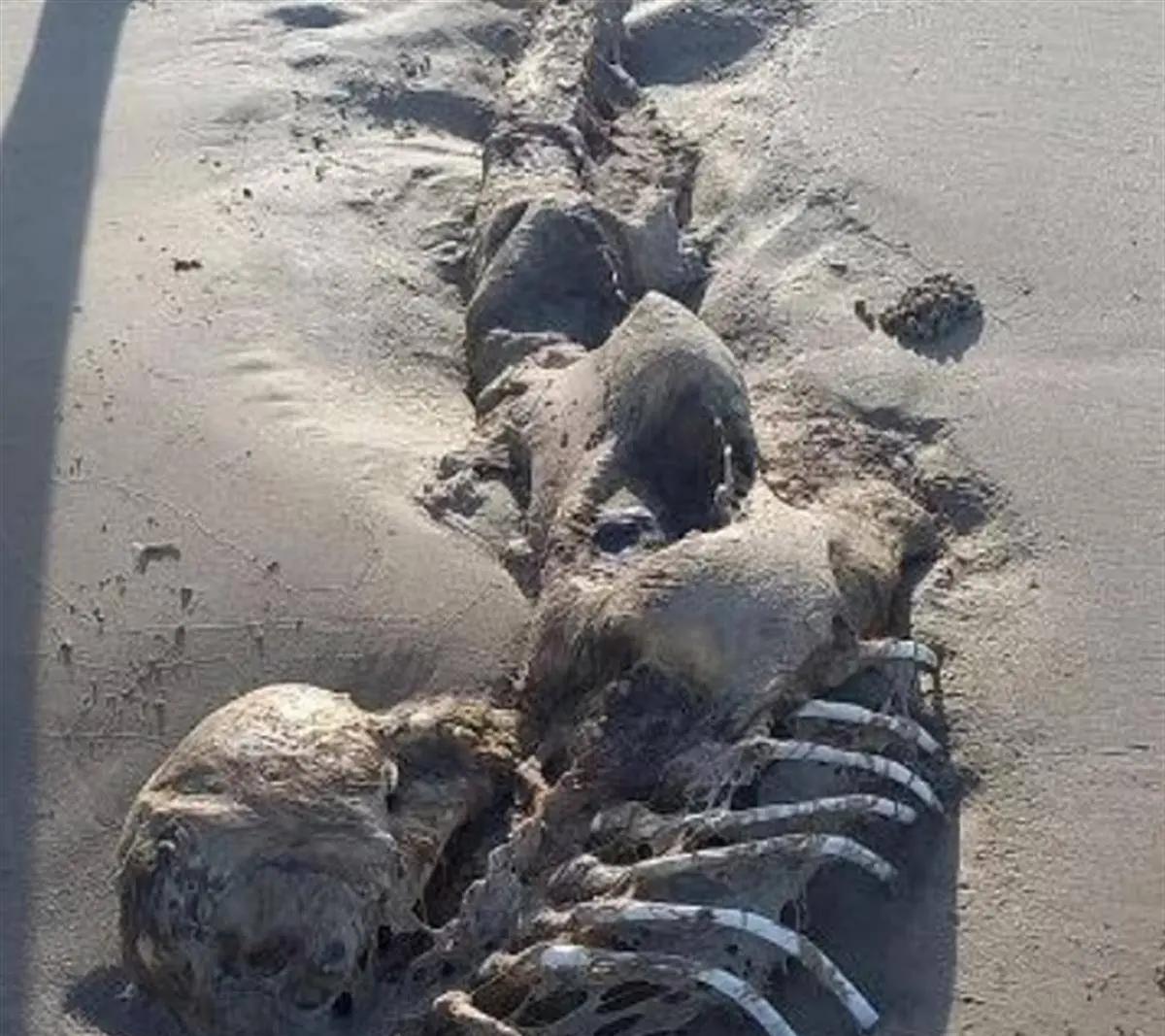 惊现到底是什么意思 与那些令人吃惊的奇异现象解读