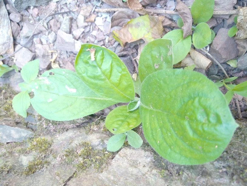 岩白菜素片是什么 它的功效与作用有哪些