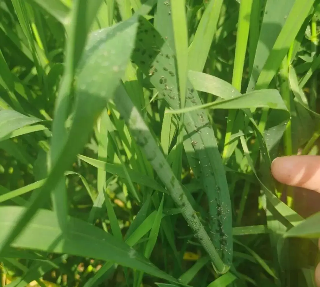 小麦蚜虫