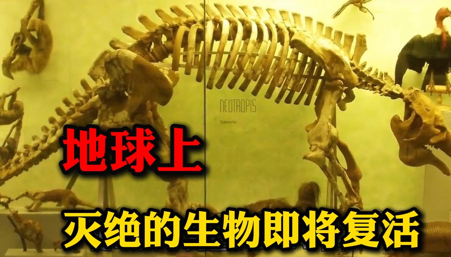 台湾云豹消失37年重现?已经灭绝的动物为何还存在?...