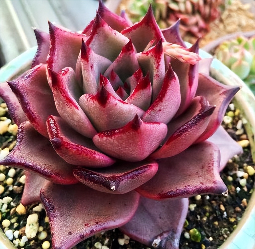 多肉植物品种