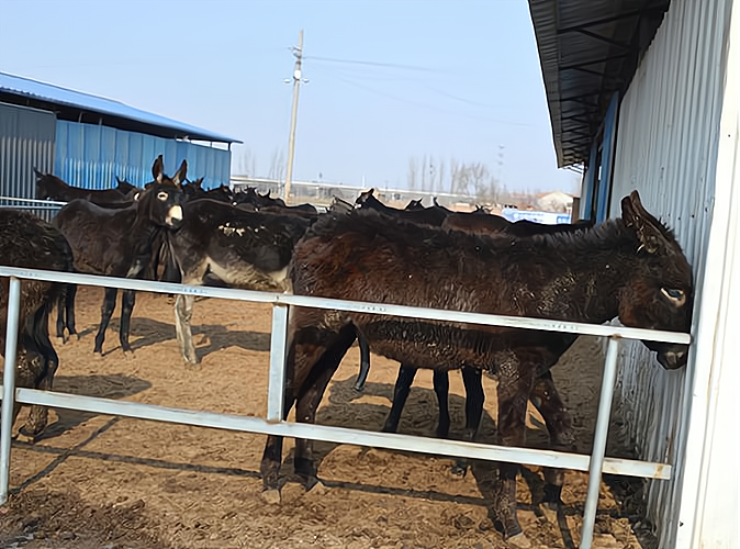 肉驴养殖成本和利润分析 肉驴养殖赚钱吗养一头驴能赚多少钱