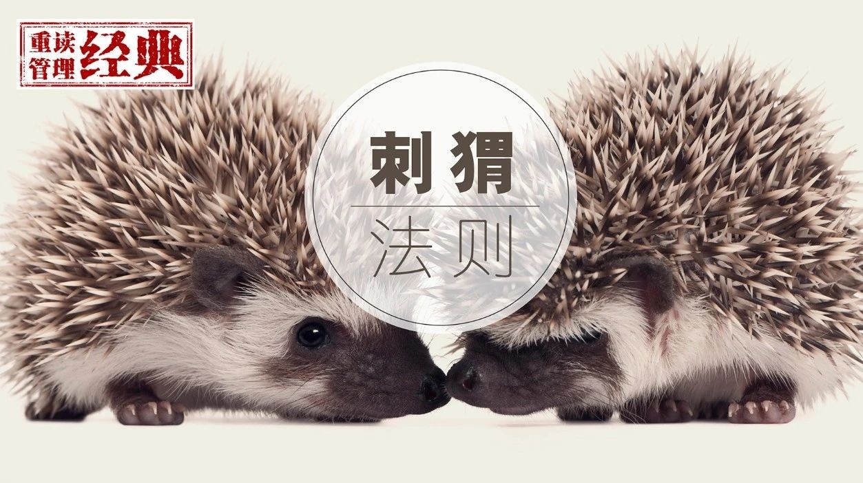 刺猬定律是什么 如何保持人际交往适当距离