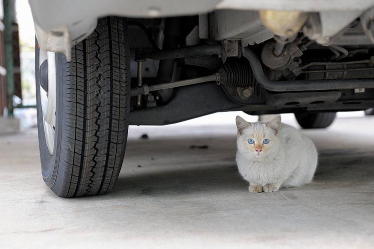 为什么每辆车下面都躲着一只猫?...