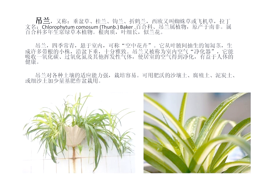 吊兰的作用与功效 吊兰开花的预兆与风水讲究