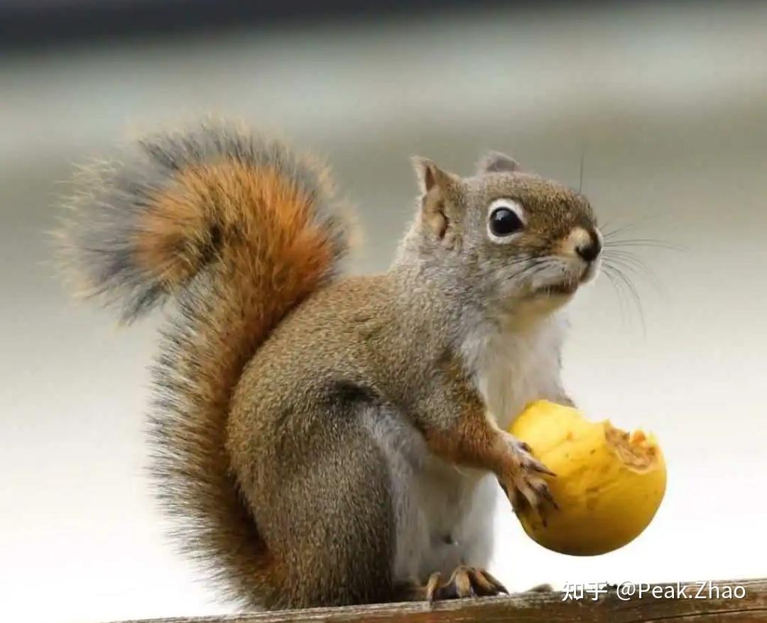 安装什么时一定要先安装iis