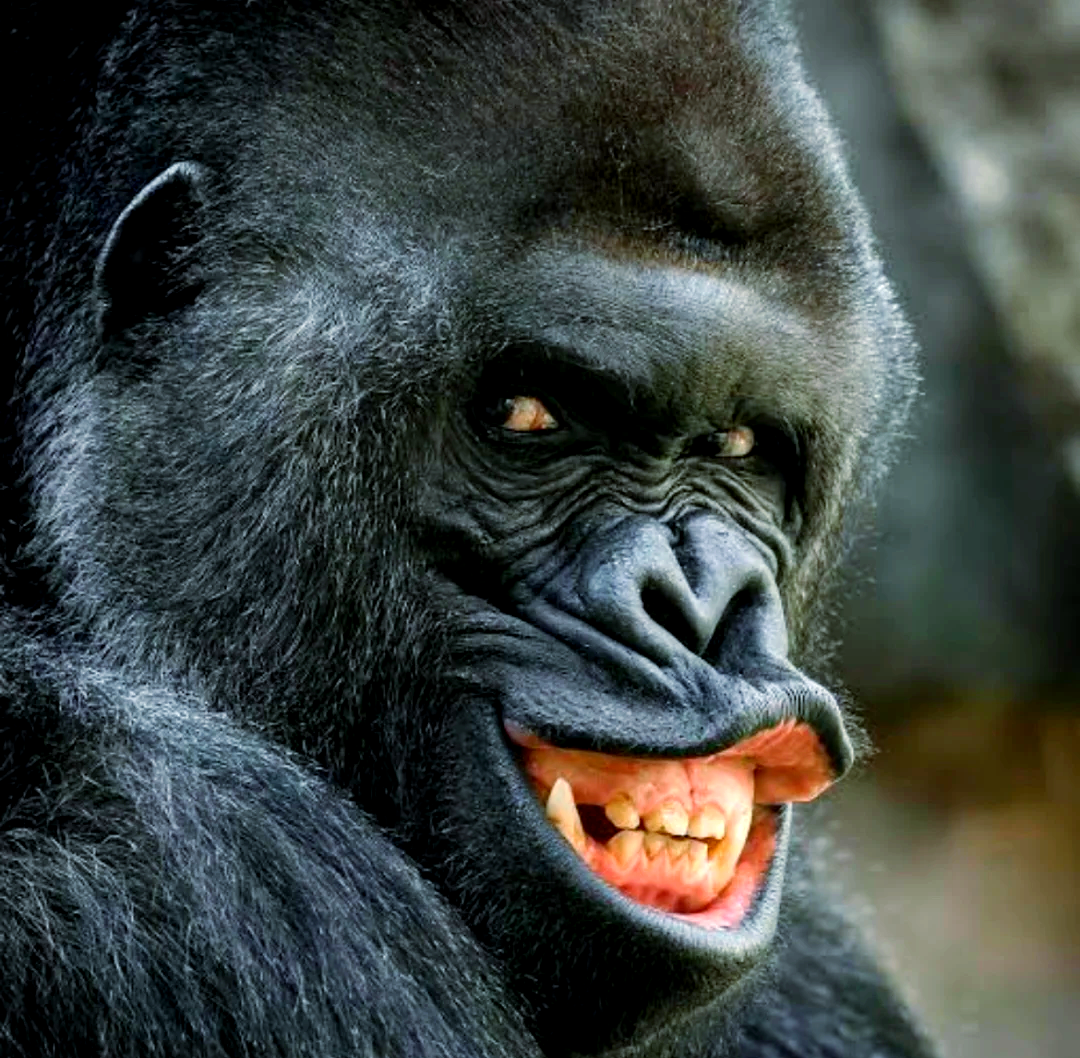 猩猩猴子不会说话原因 人类语言能力独特之处