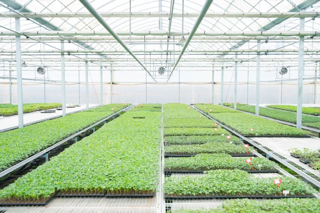 大棚蔬菜种植技术培训