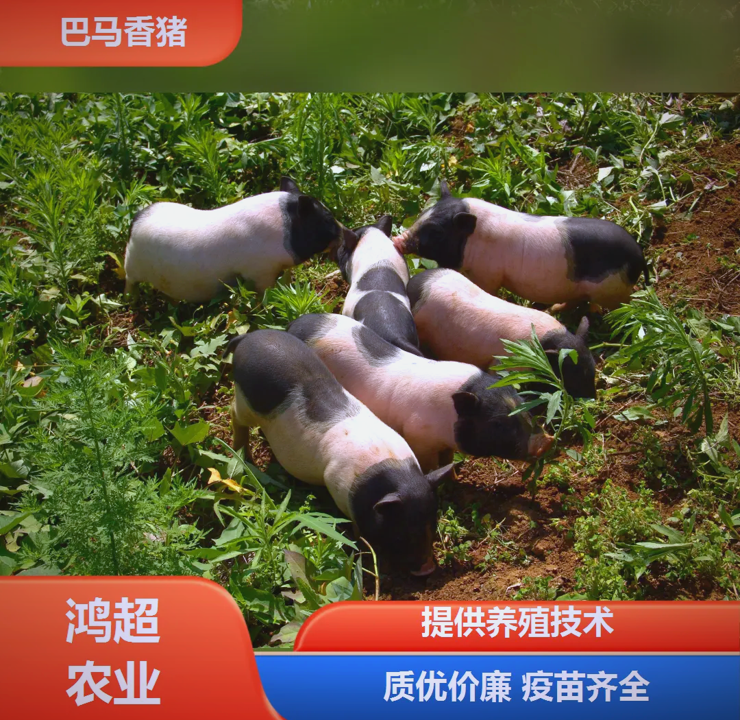 香猪和普通猪肉的区别 香猪的最佳吃法和品种介绍