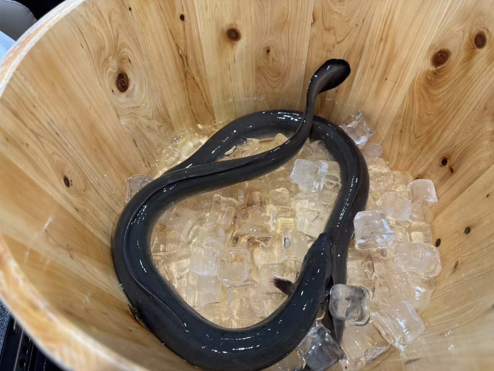 鳗鱼价格