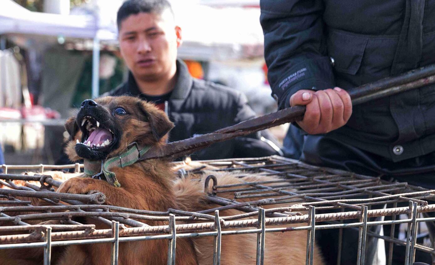 为什么那么多人生出杀狗的恶意?...