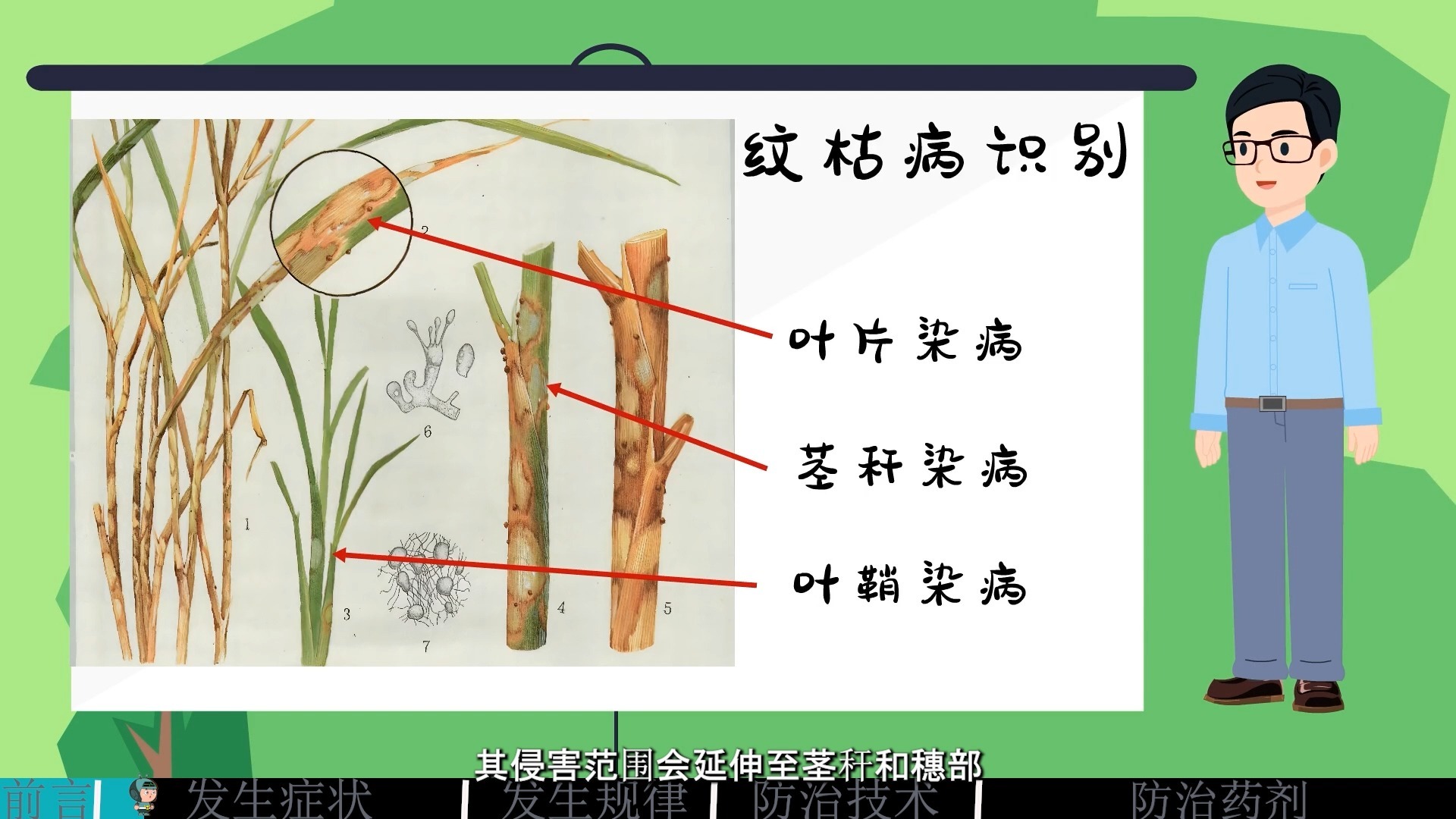 水稻纹枯病