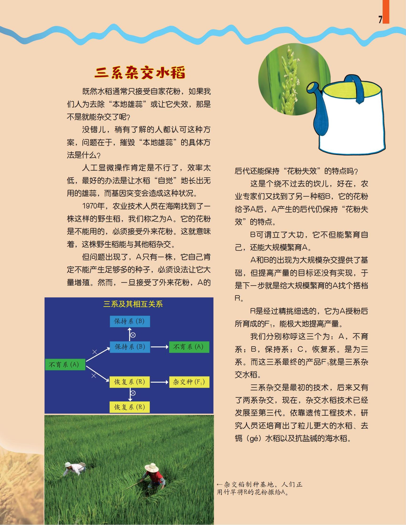 我们为什么不吃杂交水稻 我们现在吃的米是杂交水稻吗