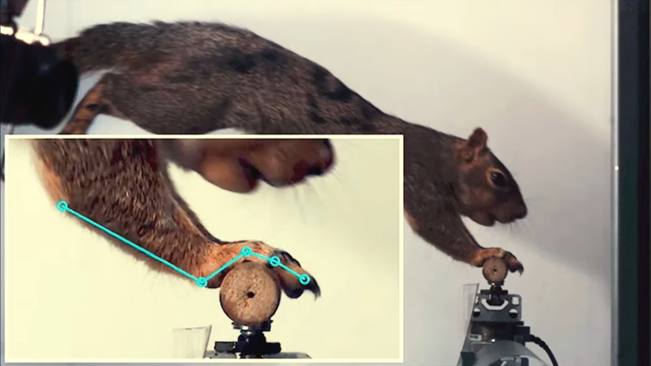 动物机械运动异同 仿生机器人应用案例