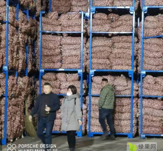 金乡大蒜市场采购方案 大蒜行情走势怎么样