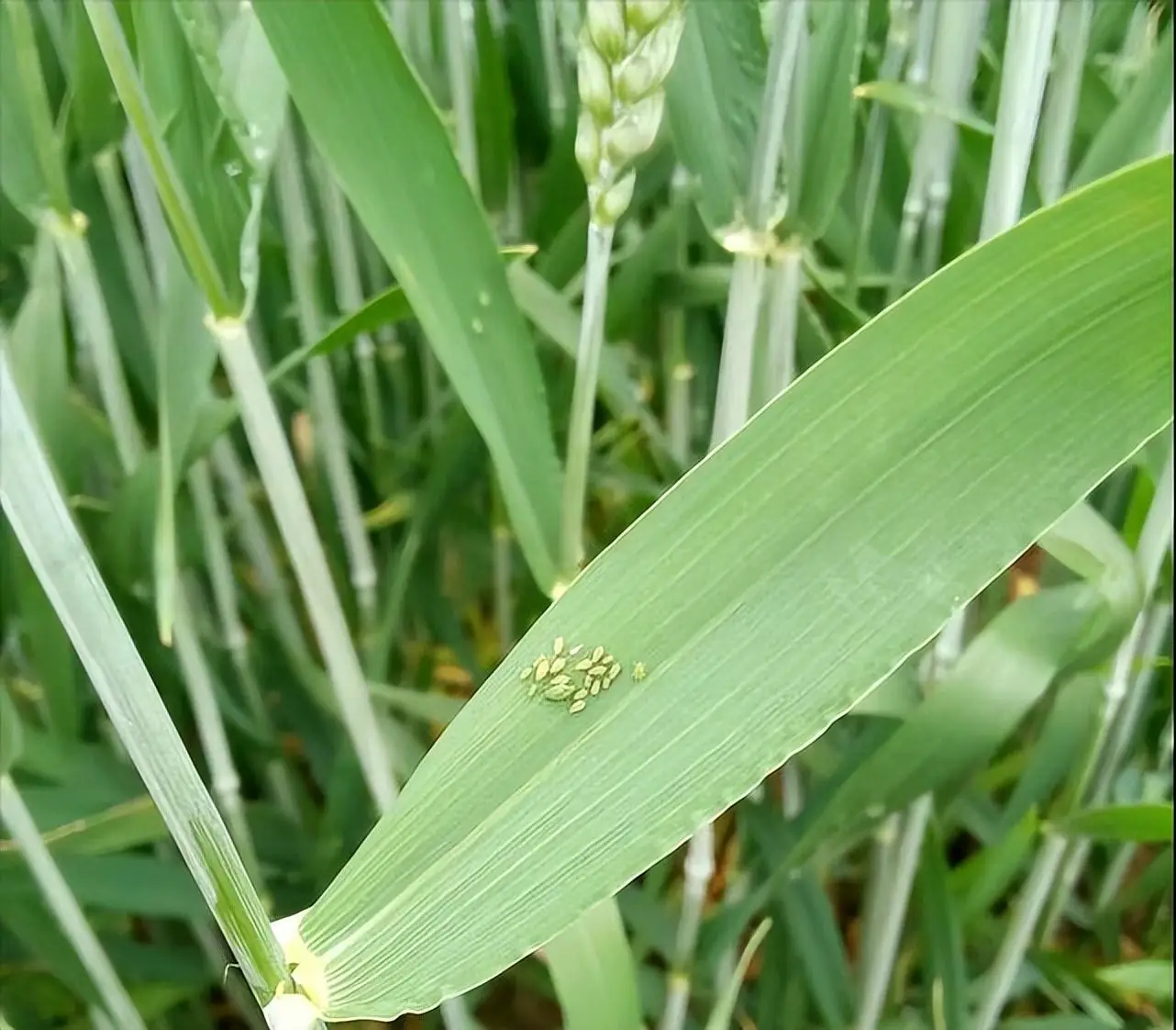小麦蚜虫怎么治 怎样防治小麦蚜虫