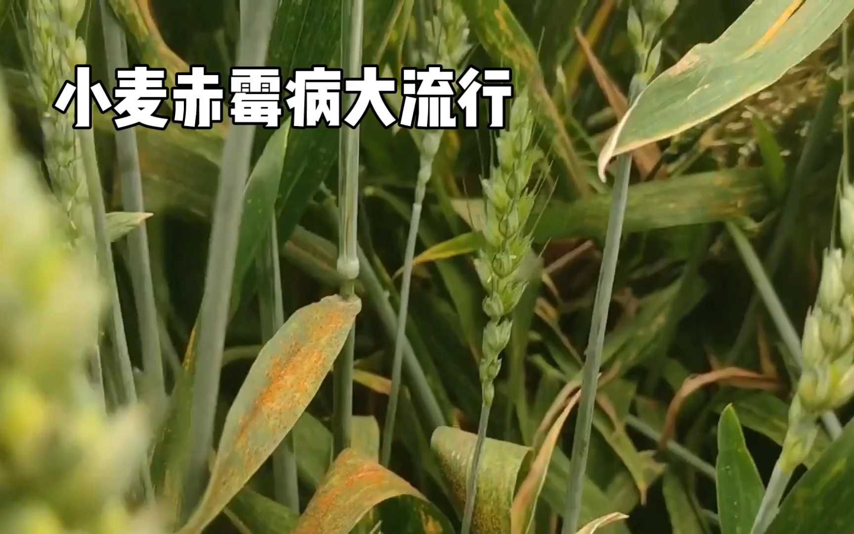 小麦赤霉病发病条件 小麦赤霉病防治用药有哪些