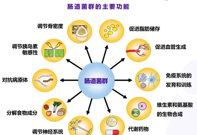 对人体微生物群的认识历程...