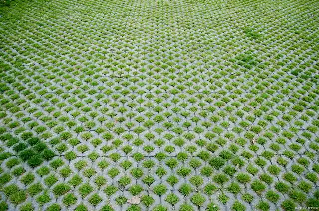 喷播植草多少钱一个平方