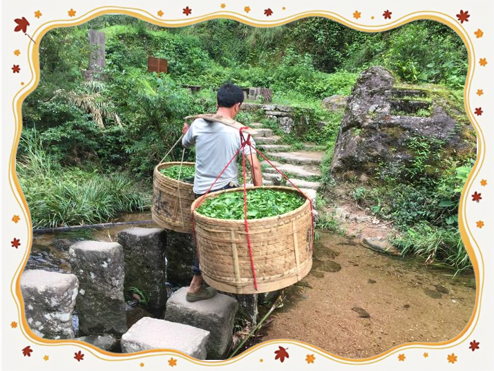 如何选择茶叶才能不踩雷？品茶阁全流程避坑指南，帮你省下30%预算