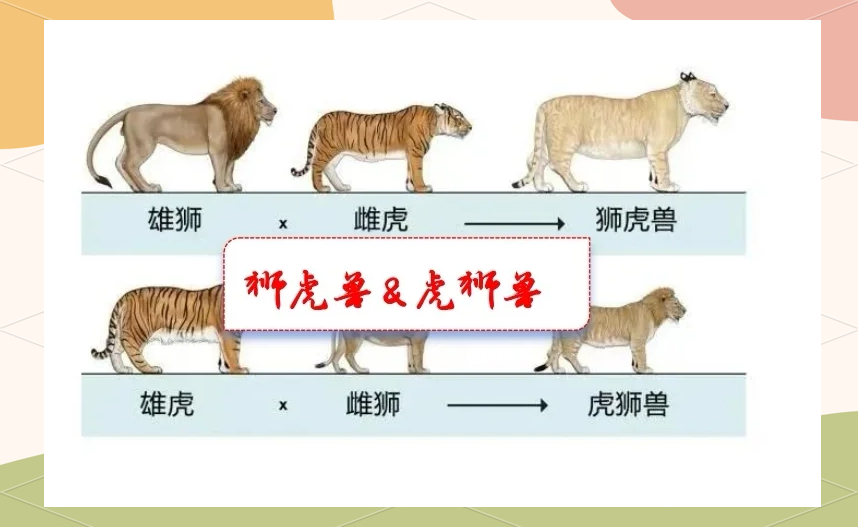 狮虎兽生殖隔离原因 狮子和老虎为什么不能繁殖