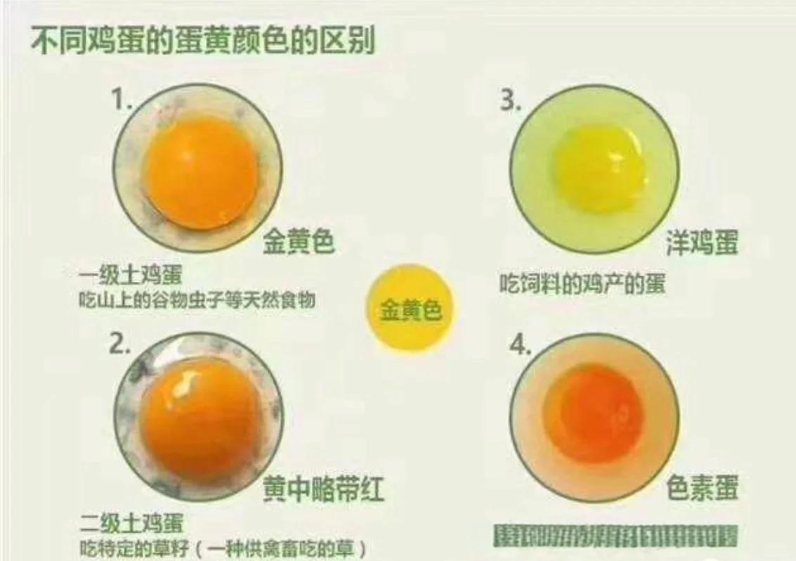 鸡蛋黄越黄越好吗？...