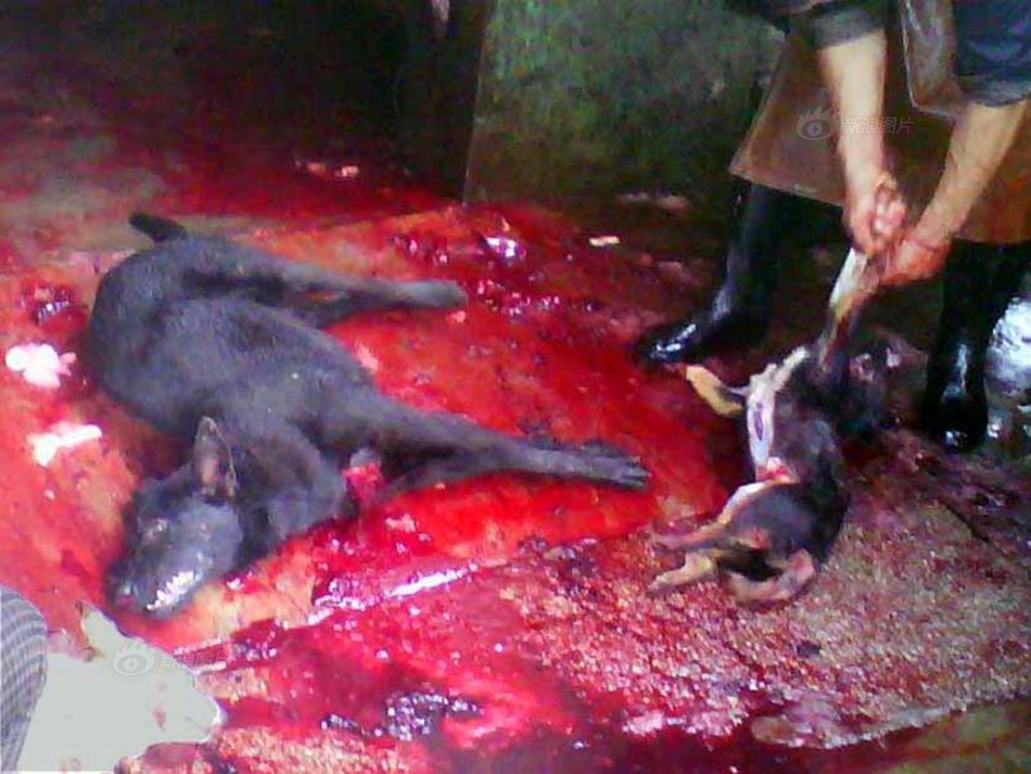 杀狗吃狗肉反映人的品质 仗义每从屠狗辈含义