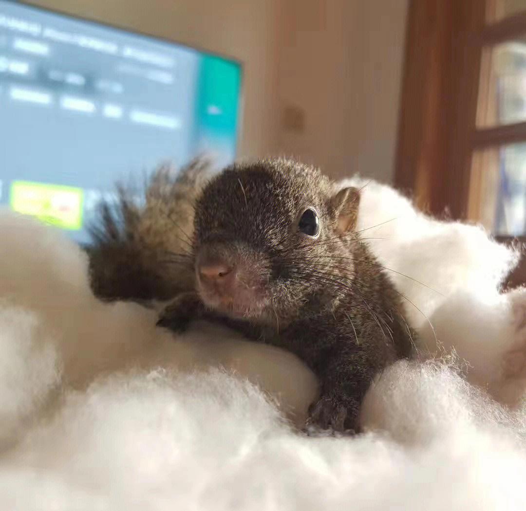松鼠养殖