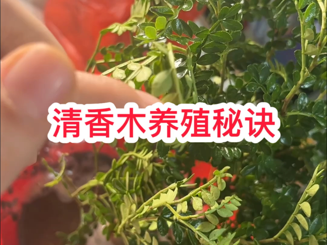 清香木的养殖方法