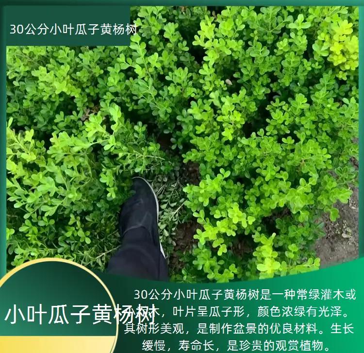 杨树价格