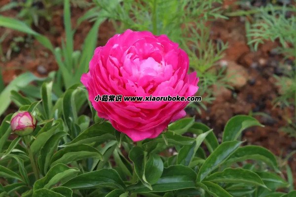 芍药为什么会被叫作鬼花 芍药的文化含义与风水禁忌
