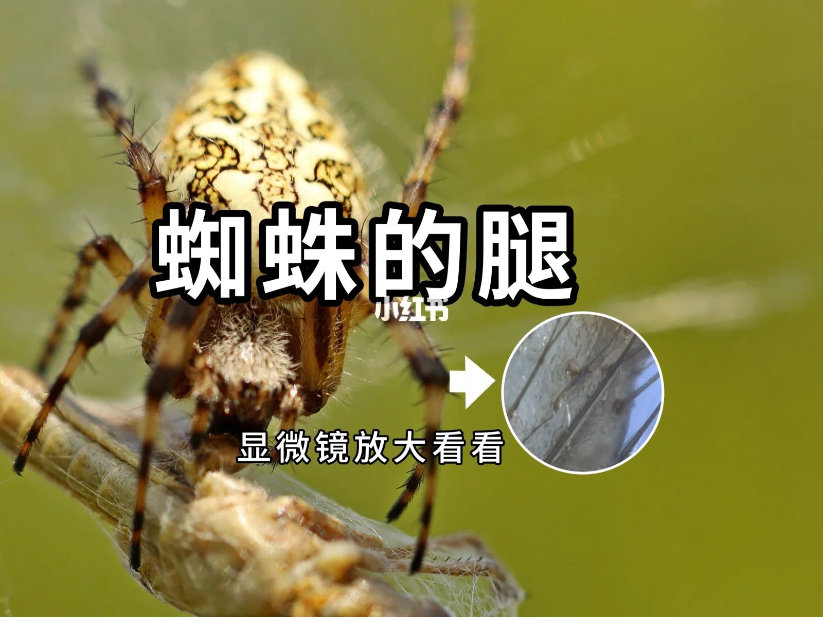 天生纺织能手！蜘蛛丝是怎么合成的？...