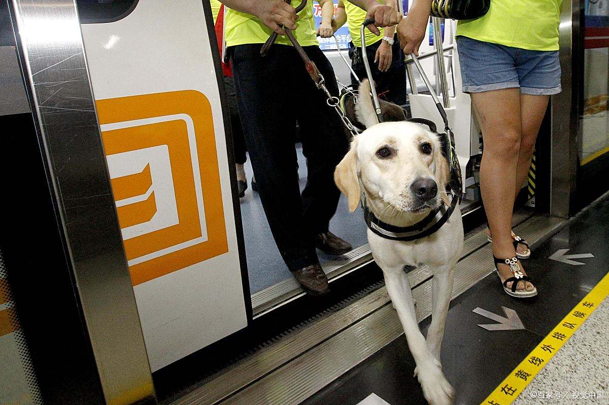 导盲犬珍妮退役:有一种爱叫做放手?...