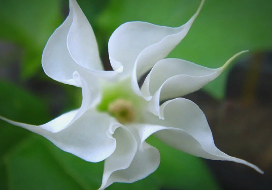 有毒植物有哪些 家里不能养的植物