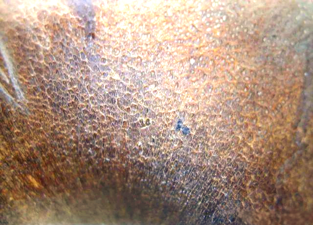 米斯塔肯角,揭开5亿多年前的前寒武纪神秘面纱?...