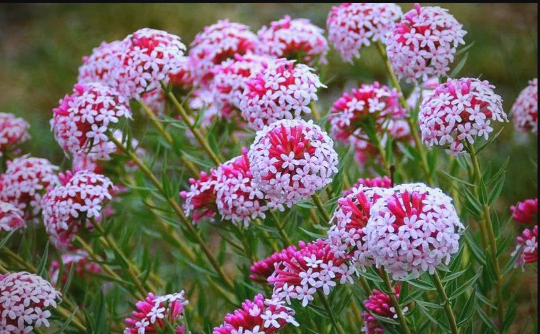 哪些家养植物看似很美,却有毒?...