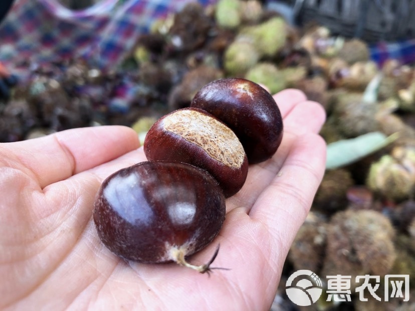 怀柔大集板栗价格 月初成熟板栗价格是多少