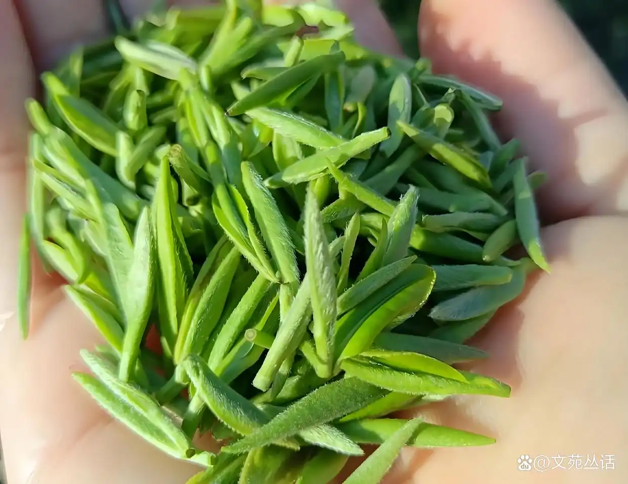 私人工作室新茶服务究竟靠不靠谱