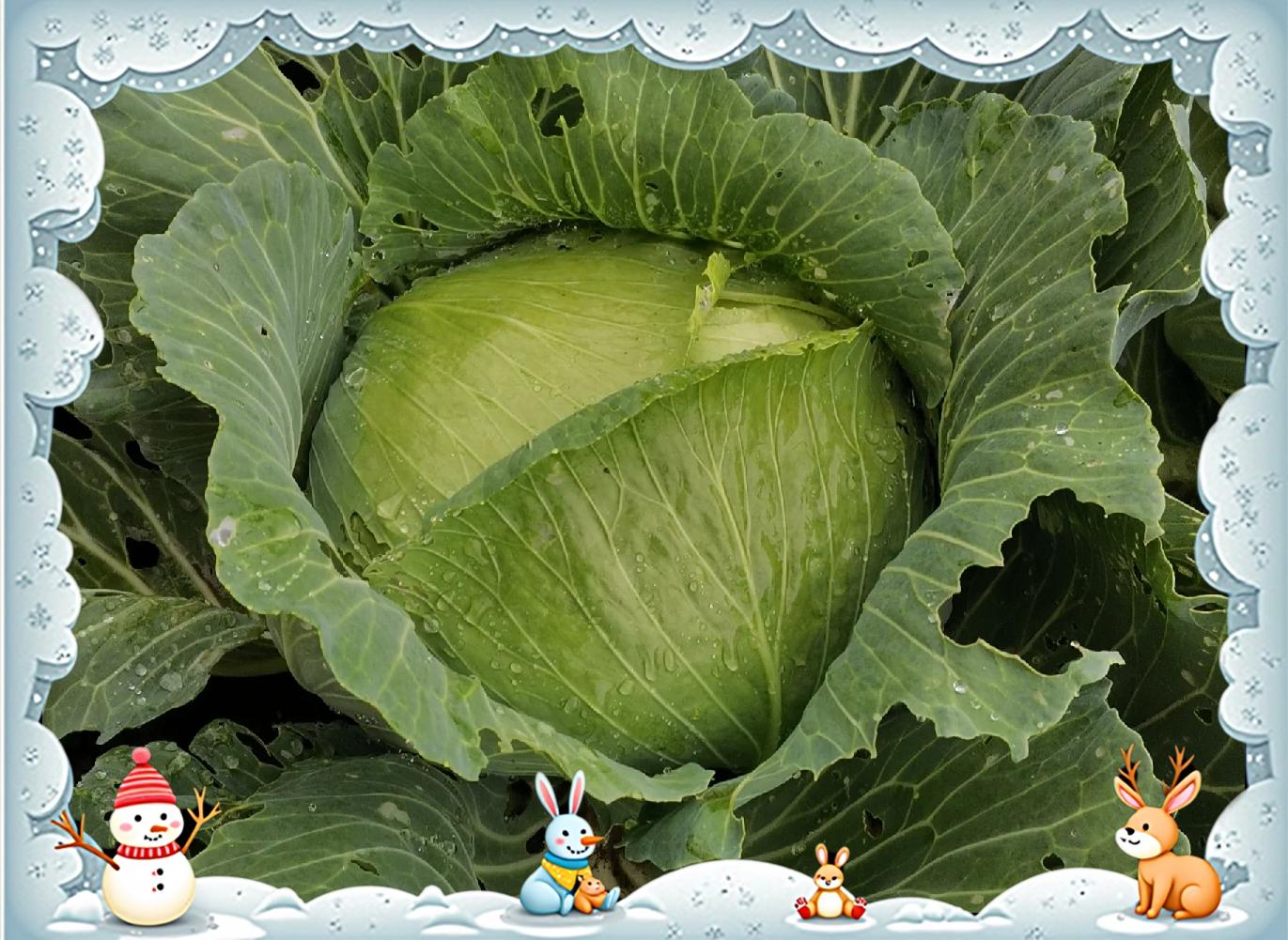 卷心菜长什么样子 圆白菜和包菜的区别有哪些