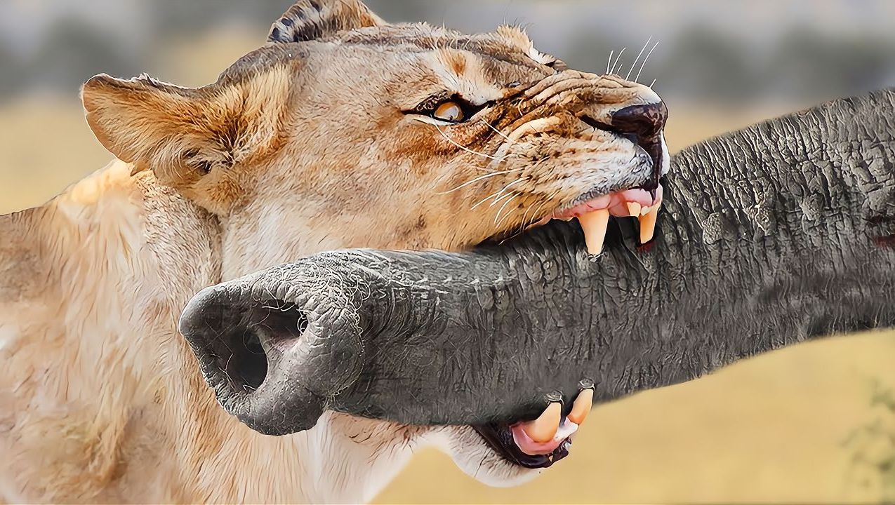 动物超感官揭秘 哪些动物拥有特异功能