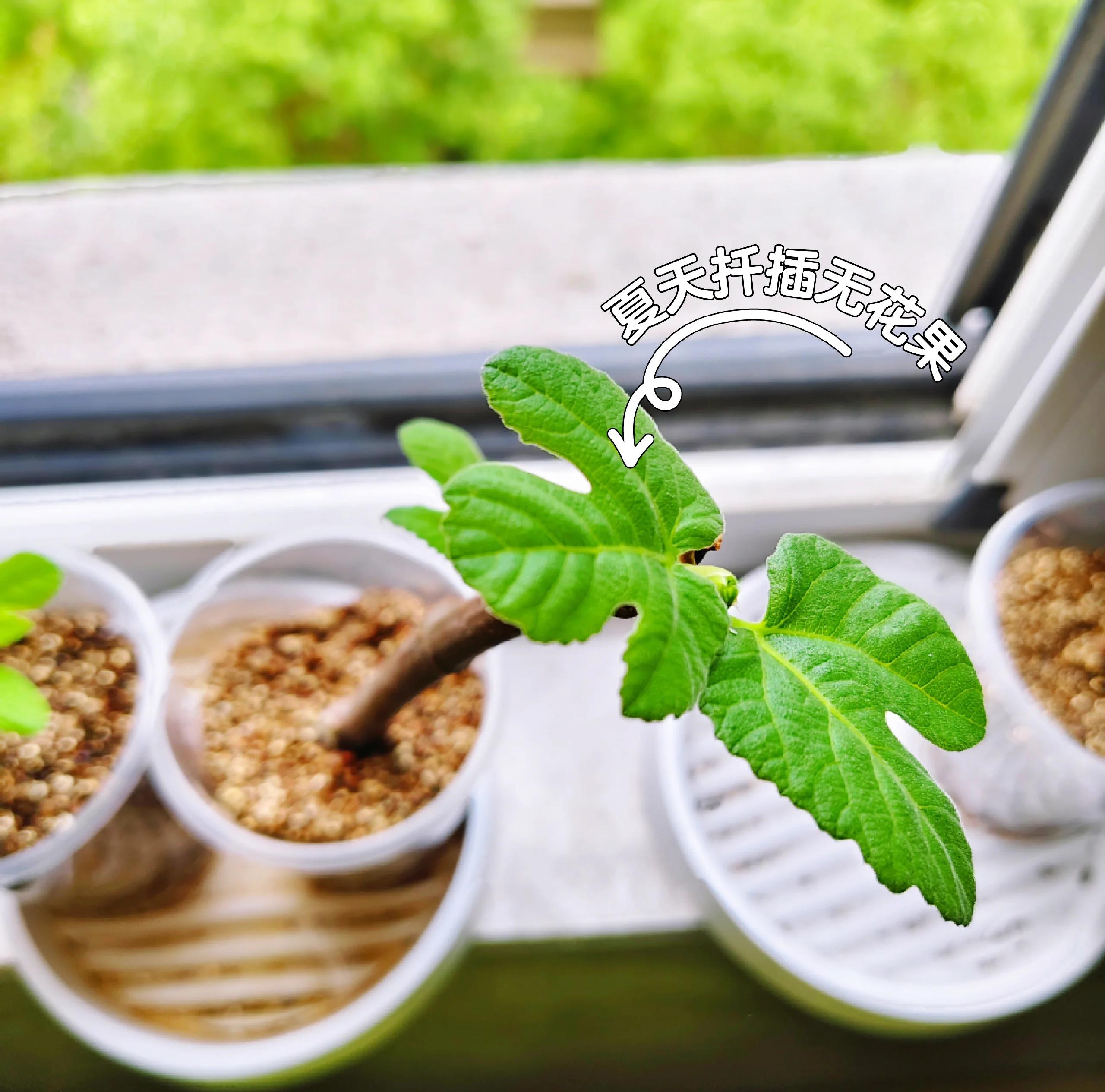 无花果扦插时间和种植条件 无花果怎么种植