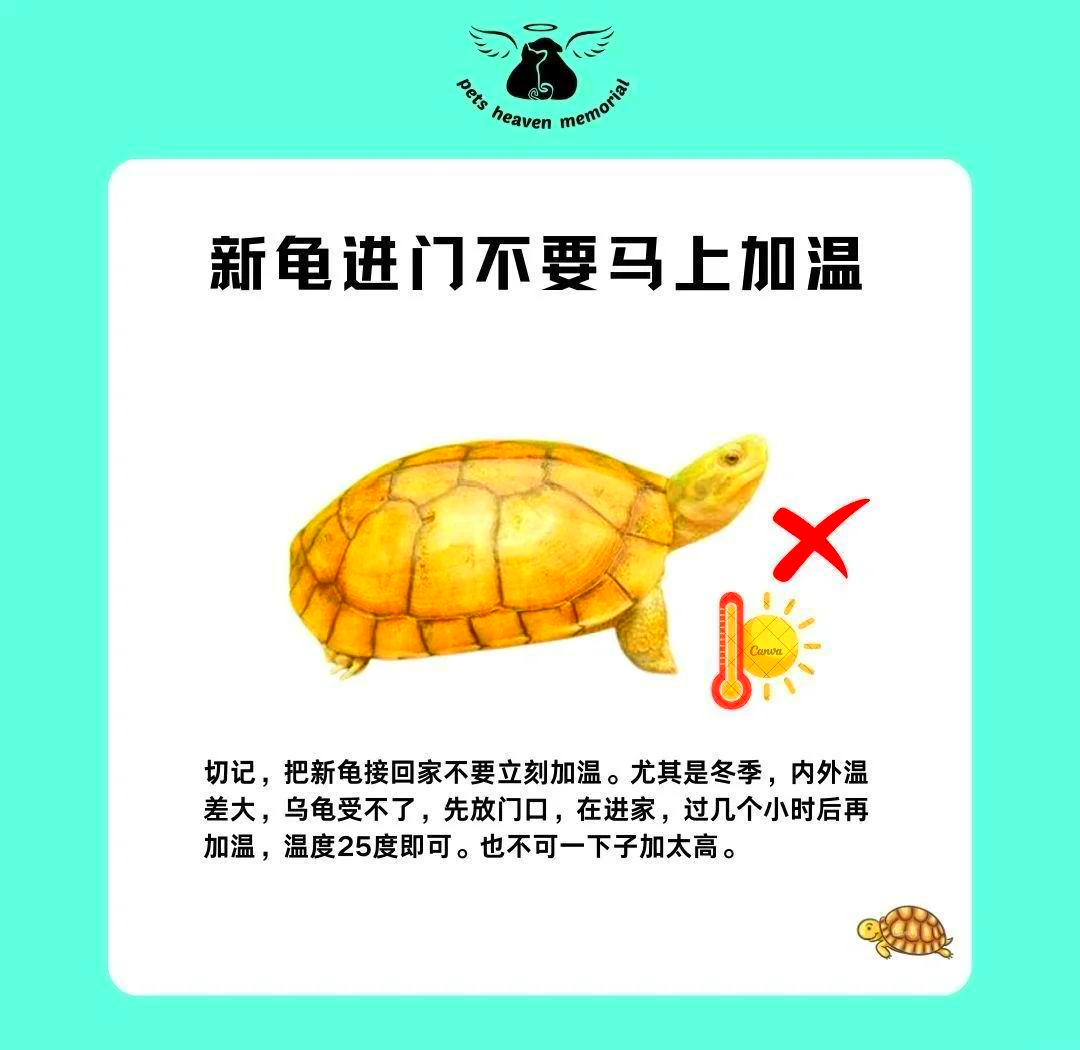 金钱龟怎么养